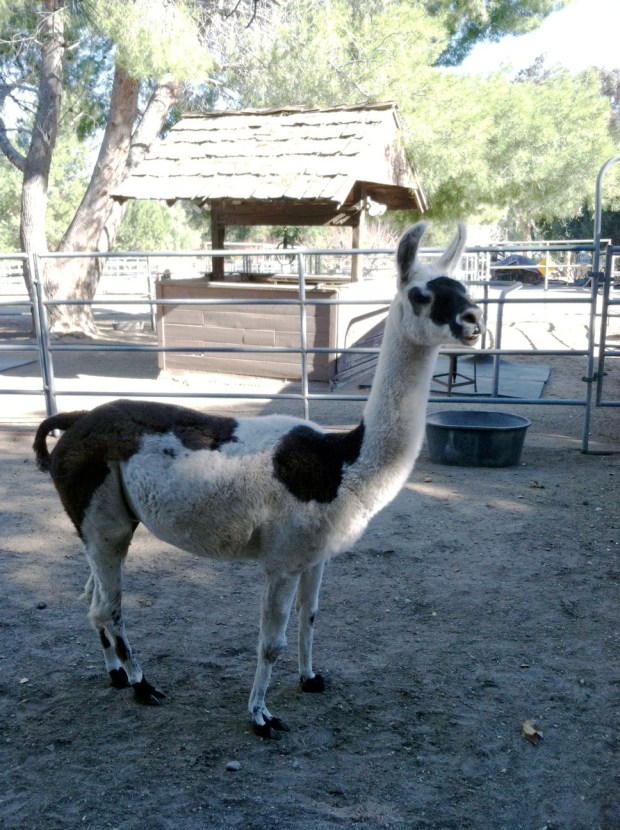 llama